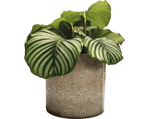 Zimmerpflanze Calathea in einem dekorativen Topf