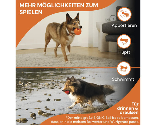 Zwei Hunde spielen mit Bällen: einer apportiert drinnen, der andere schwimmt draußen.