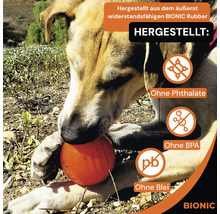 Un chien joue avec une balle orange en caoutchouc BIONIC résistant, fabriquée sans phtalates, BPA ni plomb