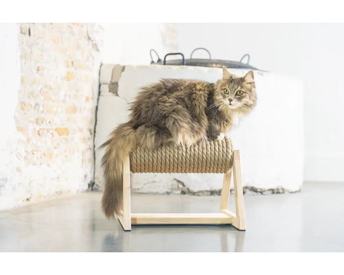 Chat sur un grattoir en corde et en bois