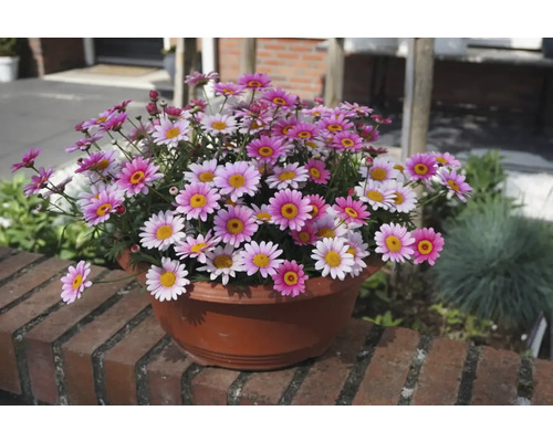 Pot de marguerites sur un mur