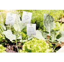 Jardin avec étiquettes de plantes et divers légumes