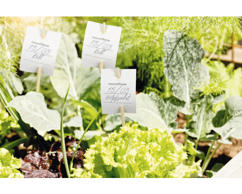 Jardin avec étiquettes de plantes et divers légumes