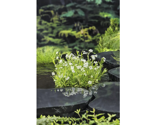 Weiß bléiend Planz tëscht schwaarze Steng an engem Gaartweier