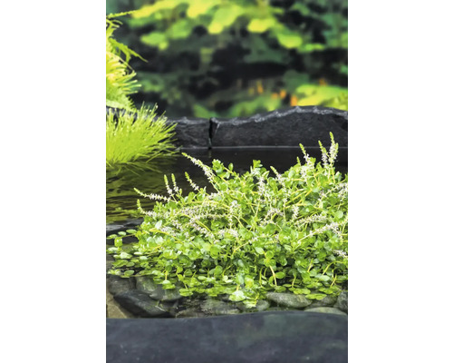 Plante aquatique avec des feuilles vertes et de petites fleurs blanches dans un étang