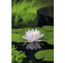 Nénuphar sur un étang avec des feuilles de nénuphar