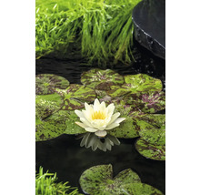 Étang avec fleur de nénuphar et feuilles de nénuphar