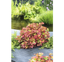 Dreifarbige Gleditschie Staude am Gartenteich