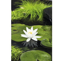 Seerose FloraSelf Nymphaea tetragona H 10-30 cm weiß