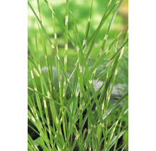 Chinaschilf Gras mit Streifen