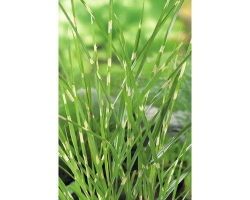 Herbe de roseau de Chine avec rayures