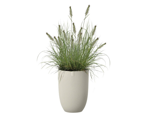 Grasbusch in einem Pflanzgefäß