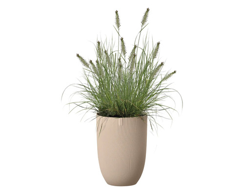 Gras in einem gerillten Pflanzgefäß