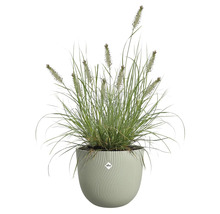 Herbe avec inflorescences dans un pot de fleurs