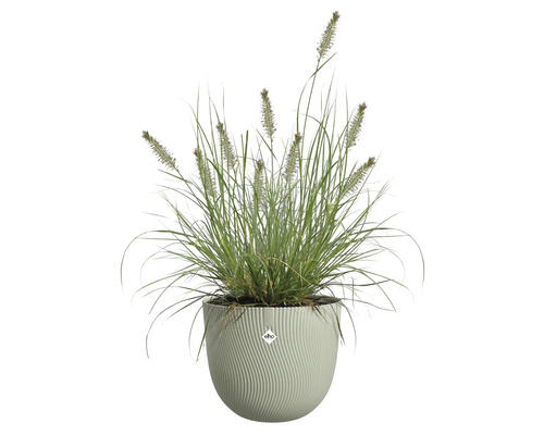 Herbe avec inflorescences dans un pot de fleurs
