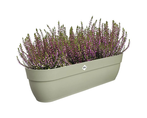Rechteckiger Pflanzkasten mit Heidekraut bepflanzt