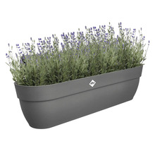 Grauer Pflanzkasten mit Lavendel und Elho Logo.