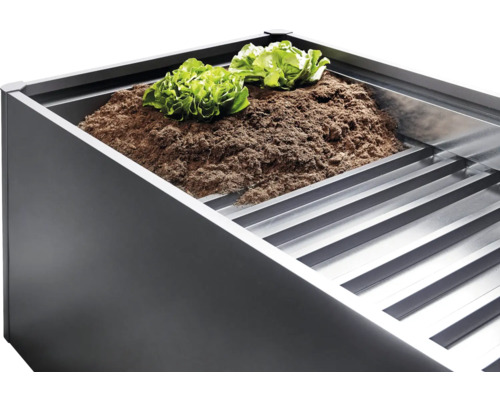 Jardinière surélevée avec terre et plants de salade