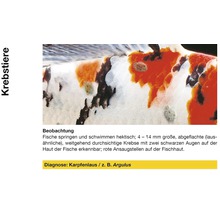 Karpfenlaus auf Fischhaut