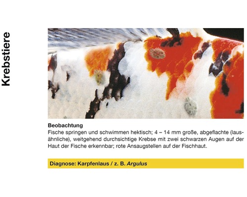 Karpfenlaus auf Fischhaut