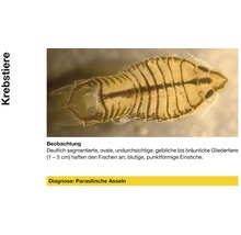 Parasitäre Assel zur Diagnose von Krebstieren
