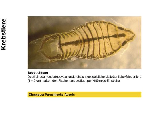 Parasitäre Assel zur Diagnose von Krebstieren