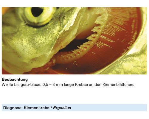 Nahaufnahme eines Fisches mit Kiemenkrebs