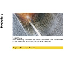 Ankerwurm auf Fischflosse
