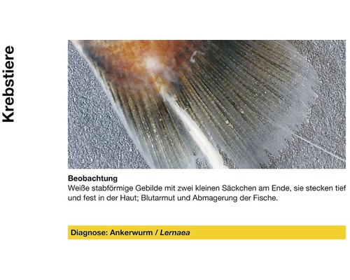 Ankerwurm auf Fischflosse