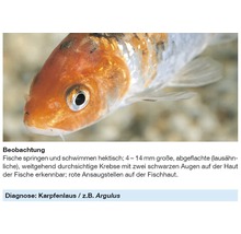 Nahaufnahme eines Fisches mit Anzeichen von Karpfenlaus