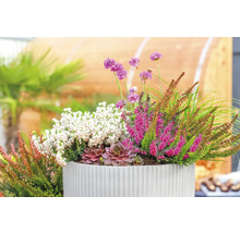 Arrangement de bruyère, joubarbe et herbe en pot de fleurs