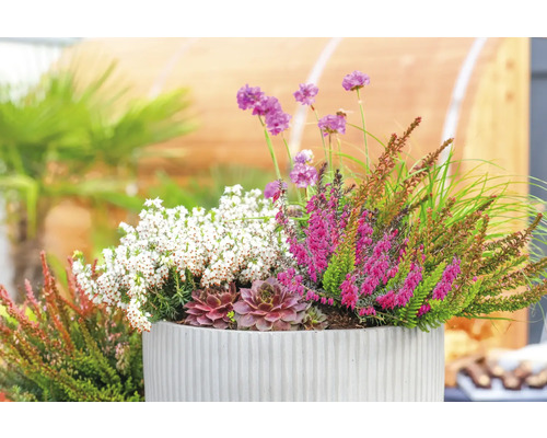 Arrangement de bruyère, joubarbe et herbe en pot de fleurs