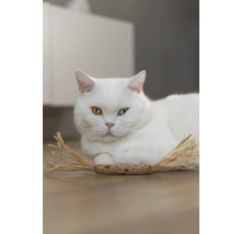 Weisse Katze mit ungleichen Augen liegt auf dem Boden