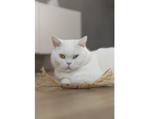 Weisse Katze mit ungleichen Augen liegt auf dem Boden