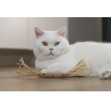 Weisse Katze mit verschiedenfarbigen Augen und Katzenspielzeug