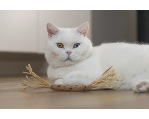 Weisse Katze mit verschiedenfarbigen Augen und Katzenspielzeug