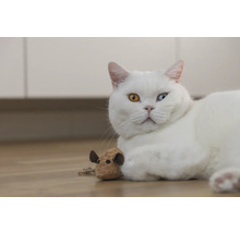 Weisse Katze mit einem Spielzeug auf dem Boden