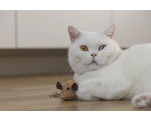 Weisse Katze mit einem Spielzeug auf dem Boden