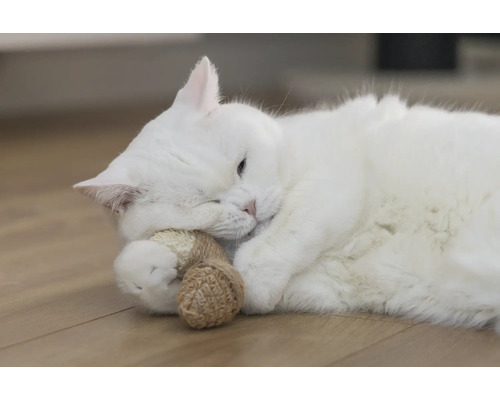 Weisse Katze liegt mit Spielzeug auf dem Boden