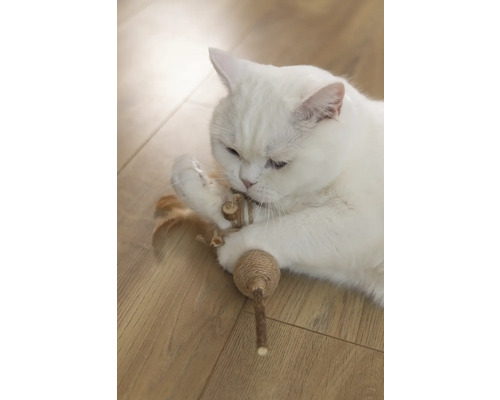 Weisse Katze spielt mit Katzenspielzeug auf Holzboden