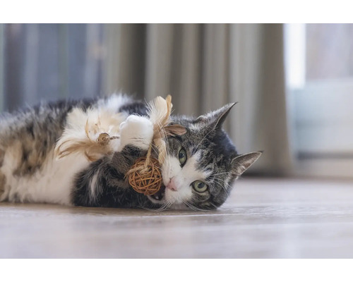 Verspielte Katze liegt auf dem Boden und spielt mit einem Ball aus Naturmaterialien und Federn.