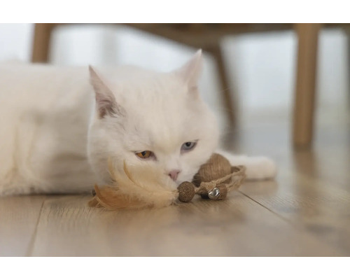 Weiße Katze liegt mit Spielzeug auf dem Boden.