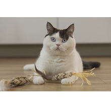 Katze mit Katzenspielzeug auf dem Boden