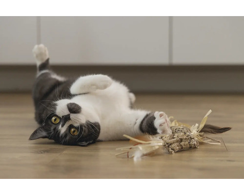 Spielende Katze mit Katzenspielzeug auf dem Boden