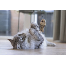 Verspielte Katze mit Fischspielzeug auf dem Boden