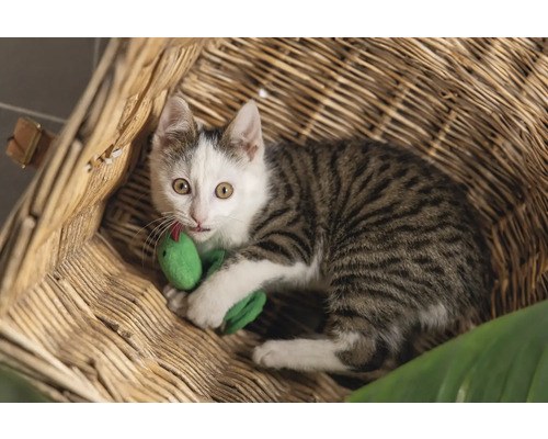 Eine gestreifte Katze mit Spielzeugschlange in einem Korb.