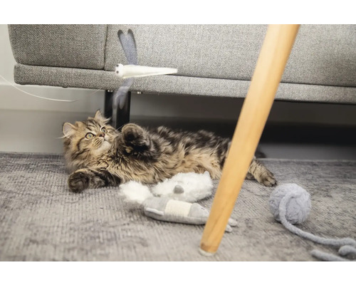 Verspielte Katze auf einem Teppich mit Spielzeug