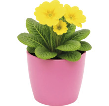 Primevère jaune en pot
