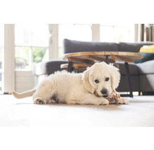 Ein heller Raum mit einem Golden Retriever Welpen, der auf dem Boden liegt und an einem Spielzeug knabbert.