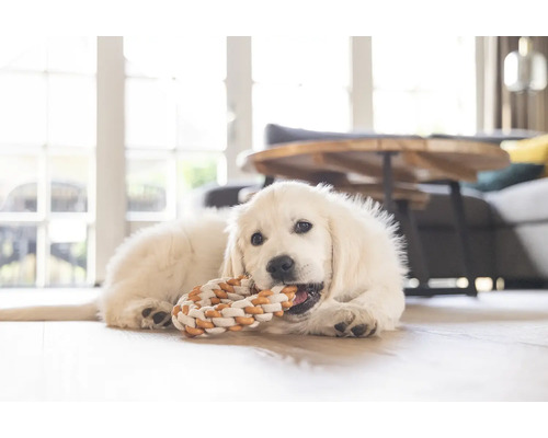 Ein Golden Retriever Welpe liegt auf dem Boden und kaut an einem Spielzeug.